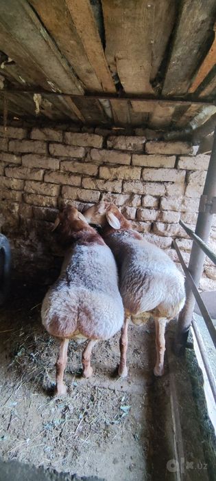 Наслдор қўй қўчқорлар сотилади Qoy Qo‘y Qo‘chqor qochqor