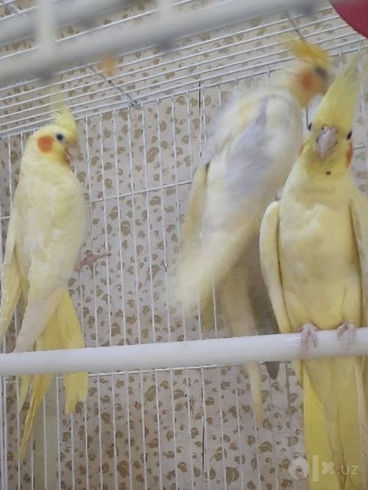 продам красивые птицы  кареллы