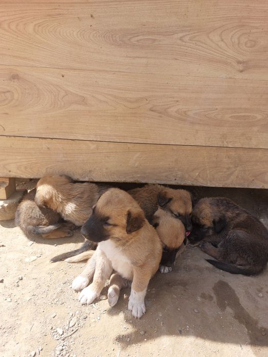 Donatie căței lup malinois