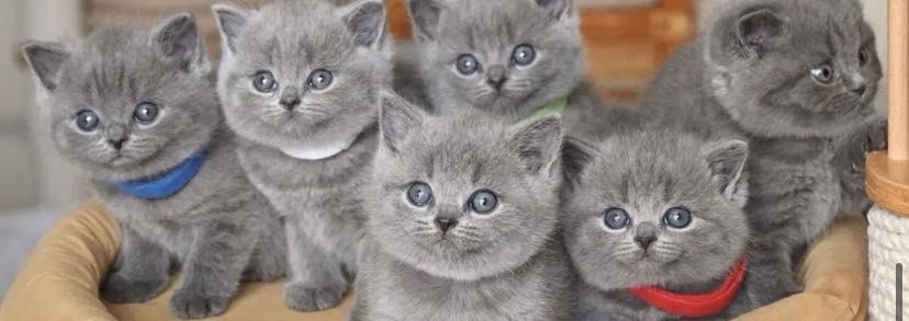 Очаровательные Котята