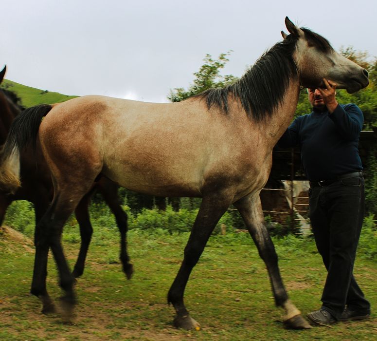 Продам Арабского жеребца потомка знаменитых жеребцов