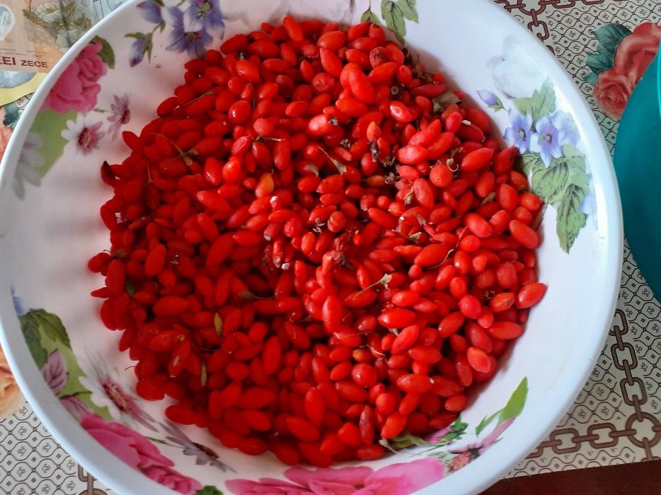 Goji de vânzare, preţ avantajos