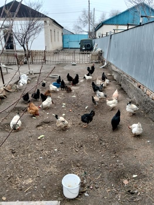 Тауыктар сатылад