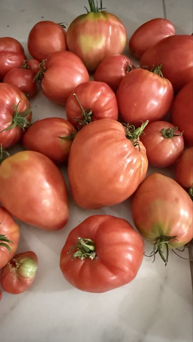 Домашние помидоры
