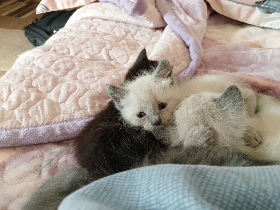 Отдам котят в добрые руки