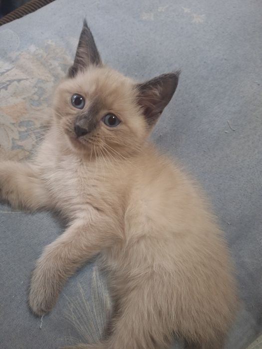 Сиямиский мушукчалар сотилади