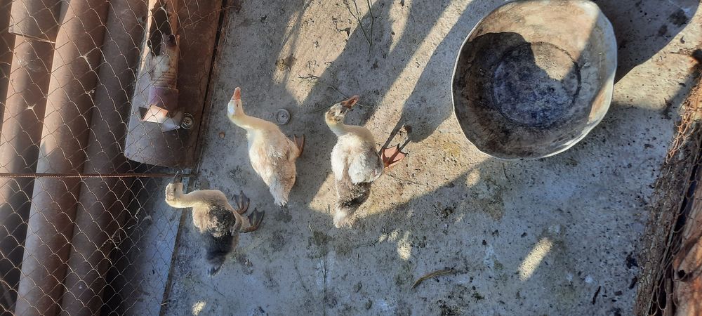 Gusi sotiladi kurka joja ham sotiladi