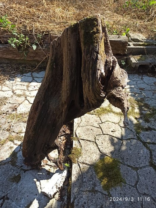 Buturugă Rădăcina pt Sculptură Obiecte Artă Masă Scaune etc