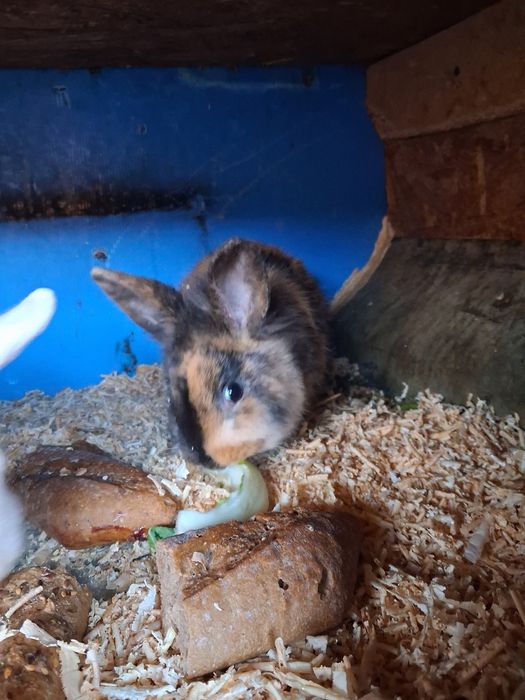 Pui de iepure pentru copii