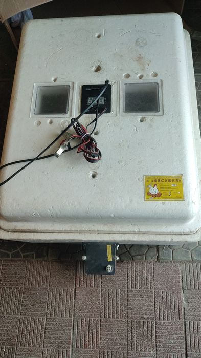 Цыплята Австролорп