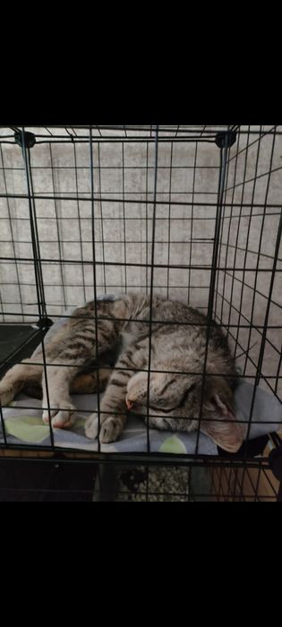 Котик в добрые руки