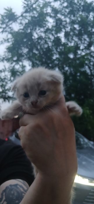 Продам котят вислоухих