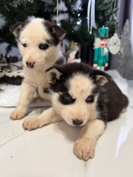 Husky își caută stapan