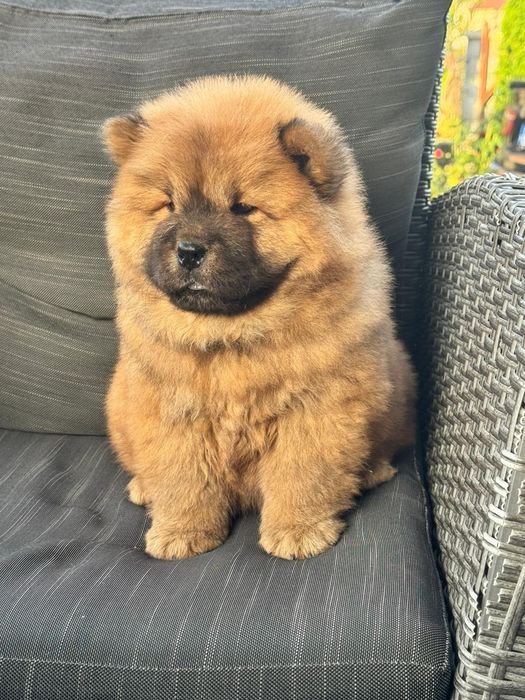 Chow Chow femela