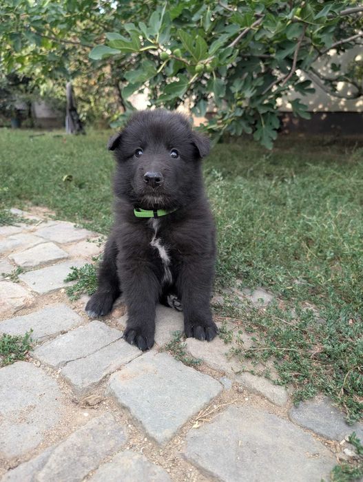 Ciobanesc belgian groenendael
