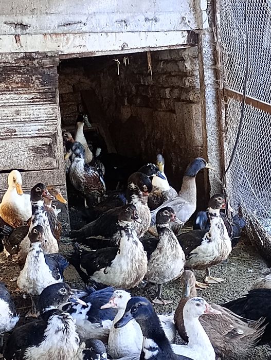 Неми патици,мускусни-бартер.