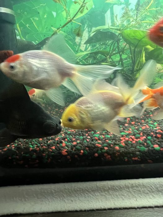Carasi Oranda/Pesti de acvariu