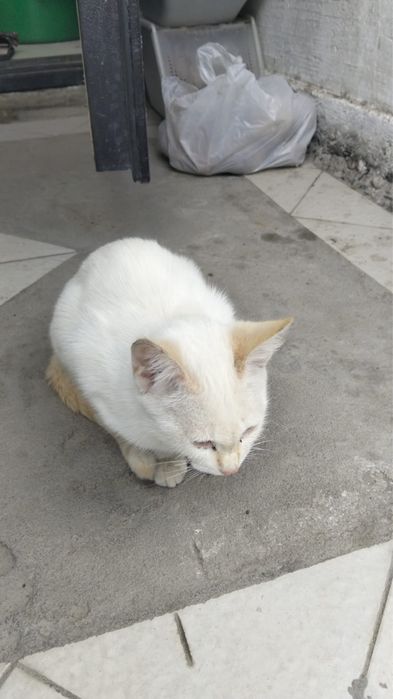 Котята бесплатно