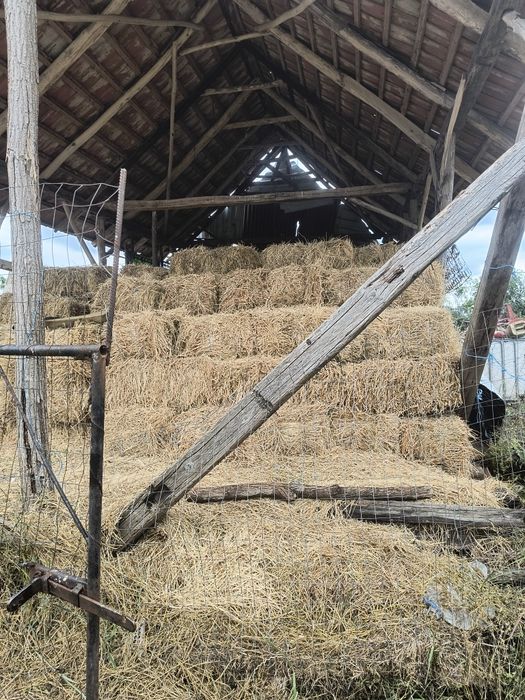 Vând baloți de lucernă