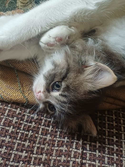 Котята ищут хозяев