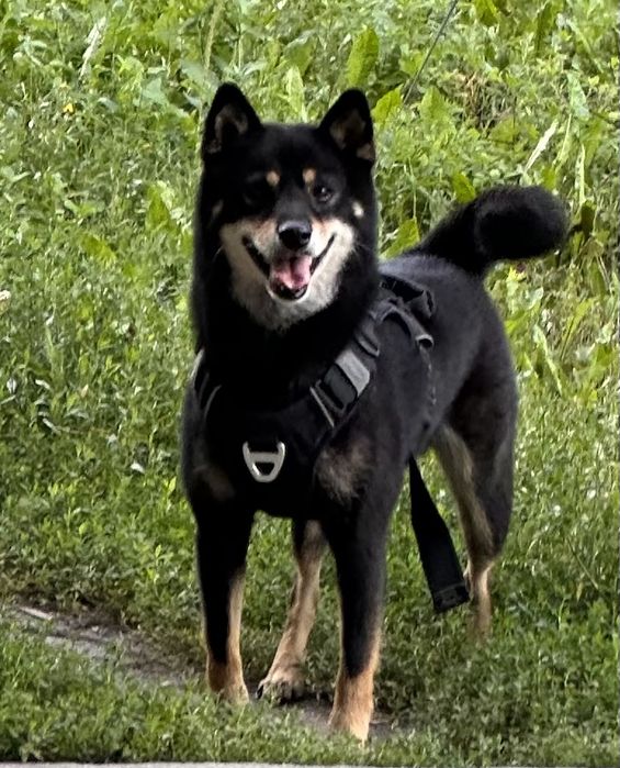 Потерял собака сиби ину