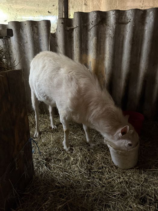 Vand tap de 2 ani bun de prasila