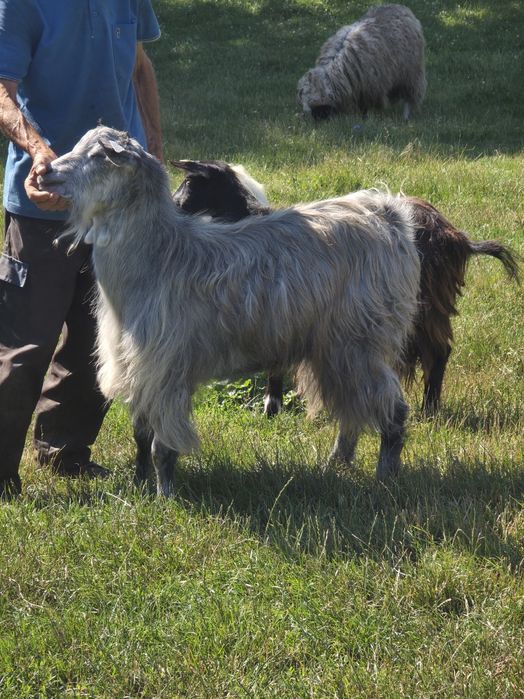 Animale de vânzare