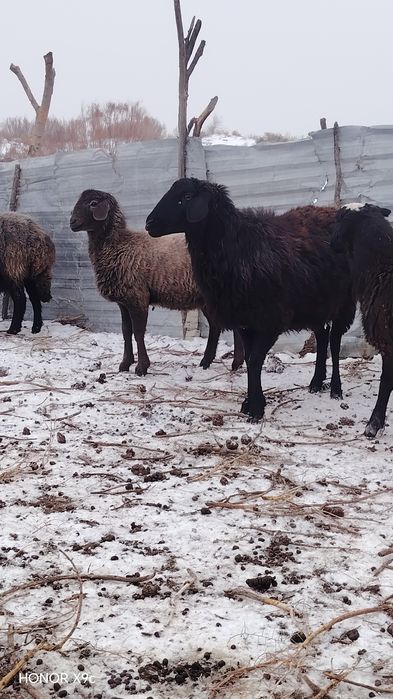 Ona bola va bog'oz qo'ylar sotildi