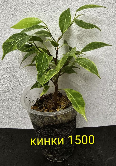 Фикусы разные, прекрасные