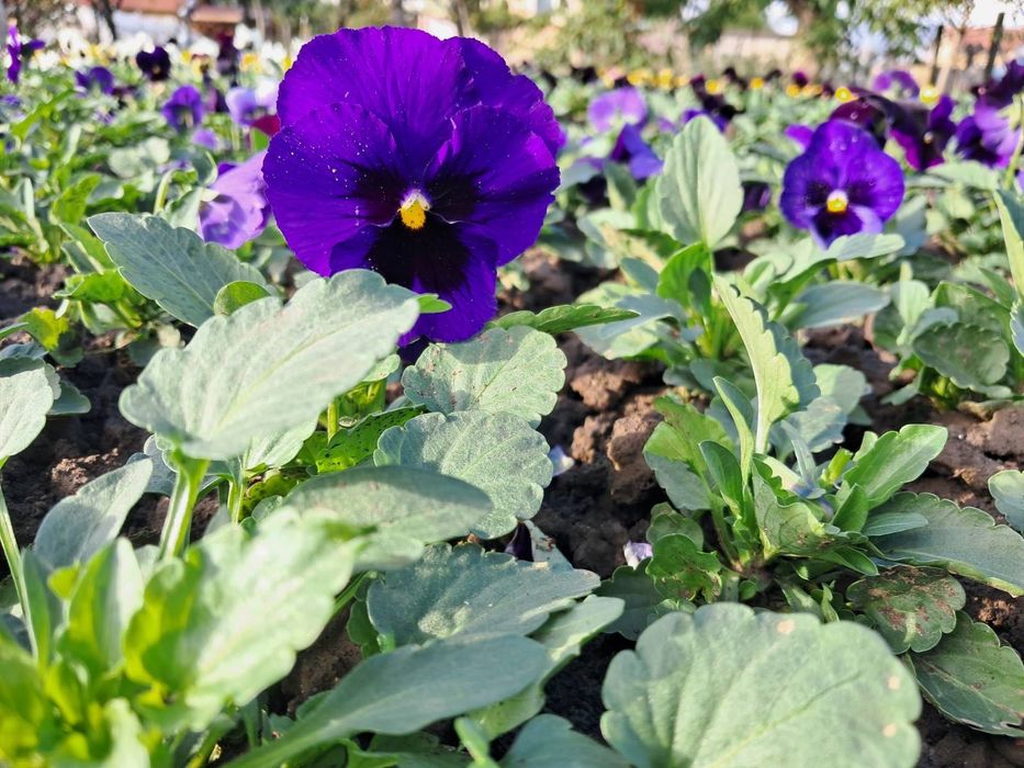 Цветни теменужки