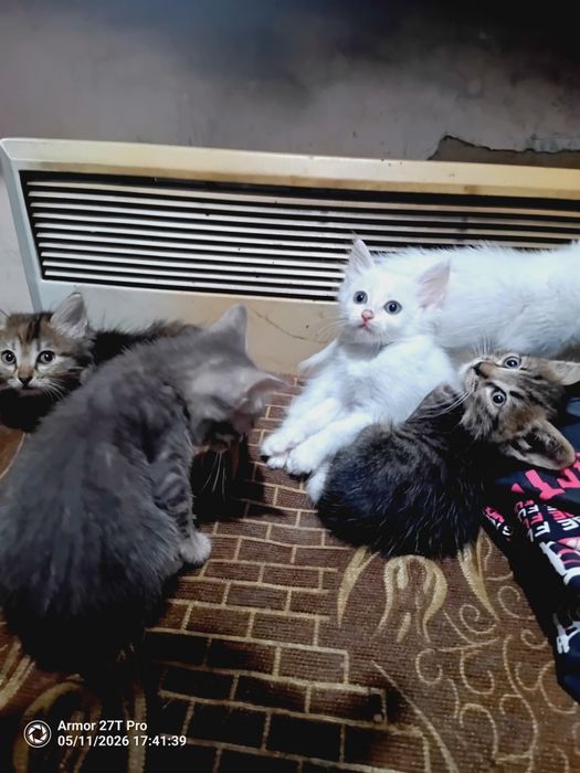 Отдам котят. Крысоловы
