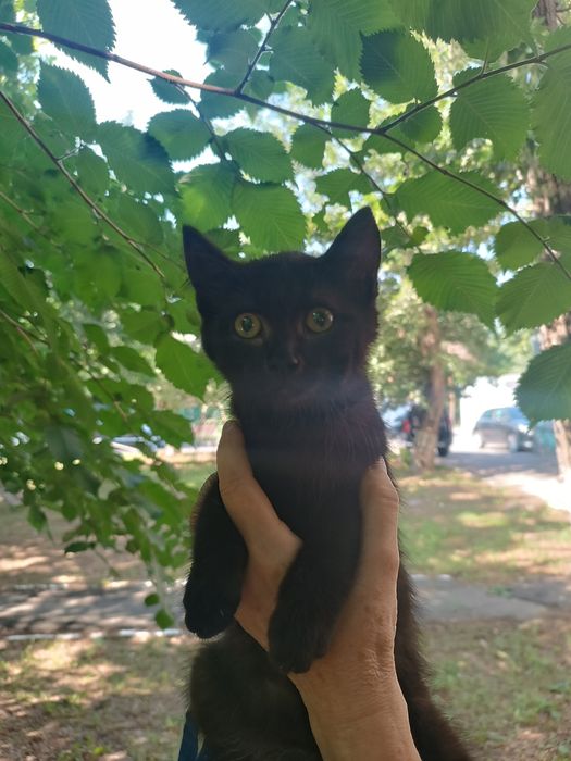 Отдам в добрые руки