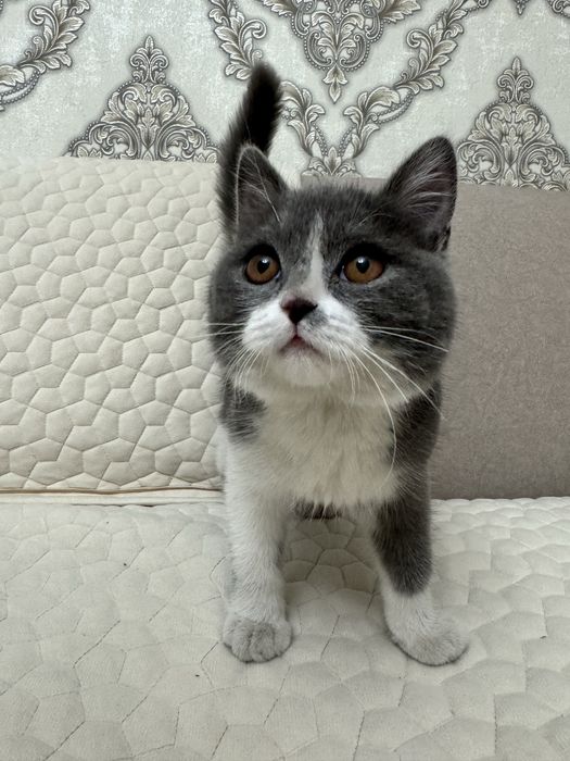 Британский котенок