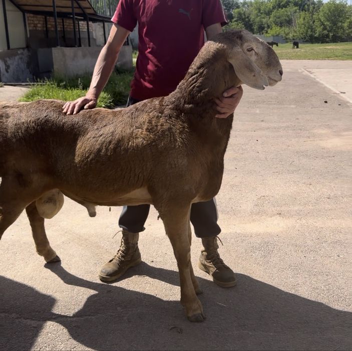 Продам кошкарчик год и два месяца