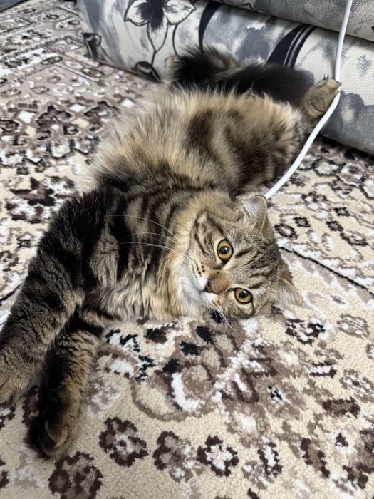 Кошка Британская