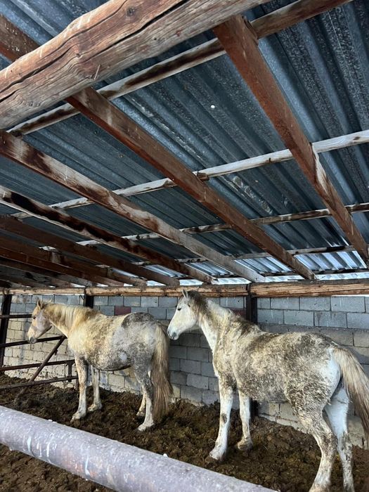 Бие сатылады саудасы болады