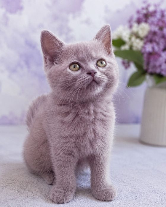 Продается красавица скоттиш страйт лиловая девочка