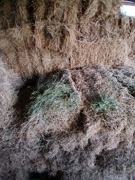 Trifoi verde, trifoi uscat, baloți buni de cumparat !"