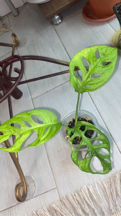 цветы комнатные разные