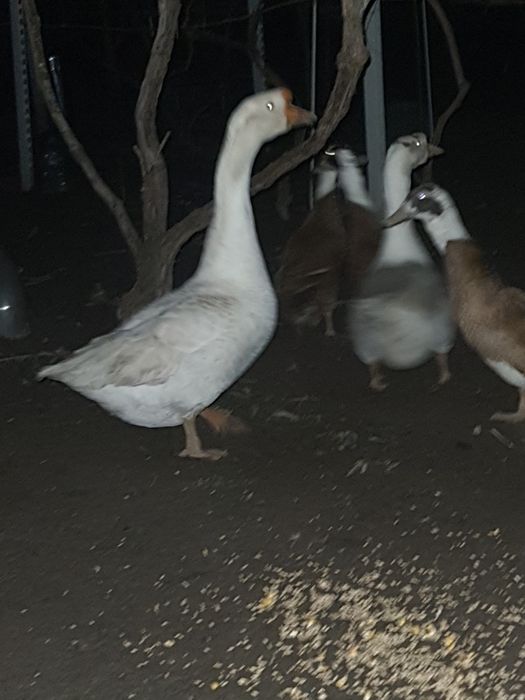 gaste albe de vanzare