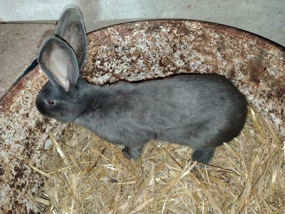 Mascul sí femela fluture german