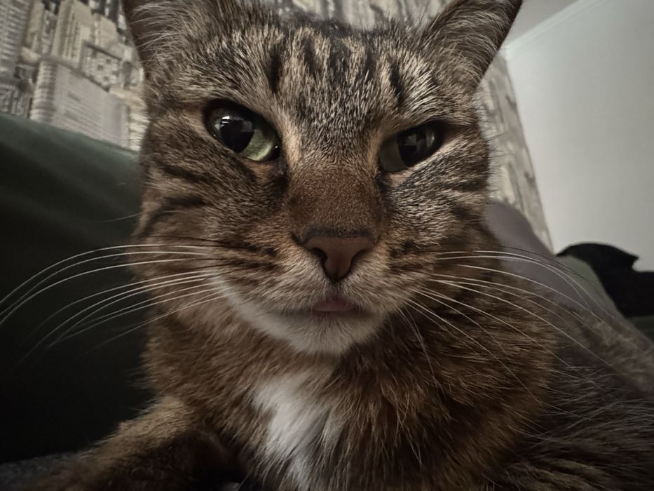 Кошка, в хорошие руки