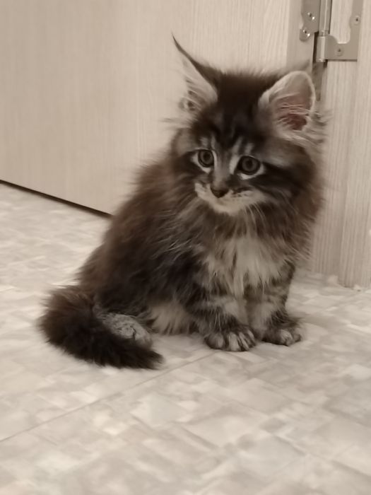 Котята Мейн-куны из питомника