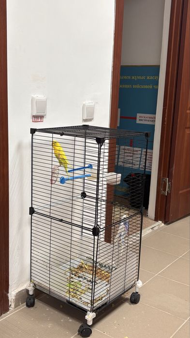 Тотықұс сатылады сеткасы тамағы бүкілі бар