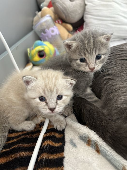 Отдам котят в добрые руки. Девочки