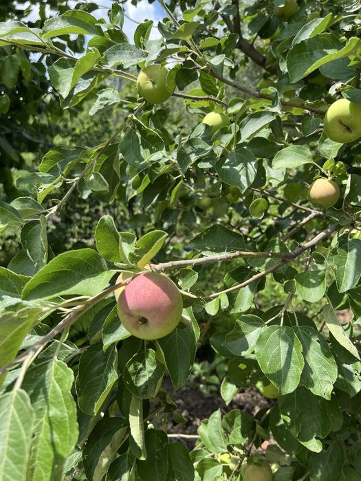 Продам дачу на берегу реки Деркул