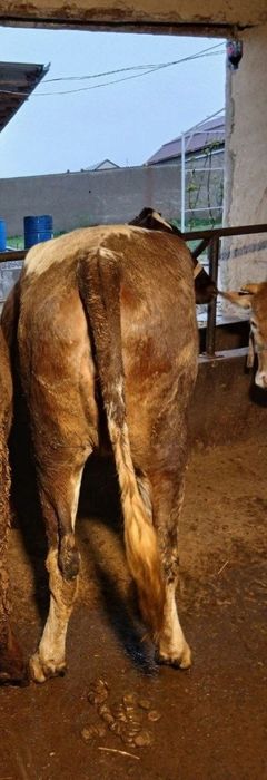 Chorva mollari yetkazib berish xizmatlari