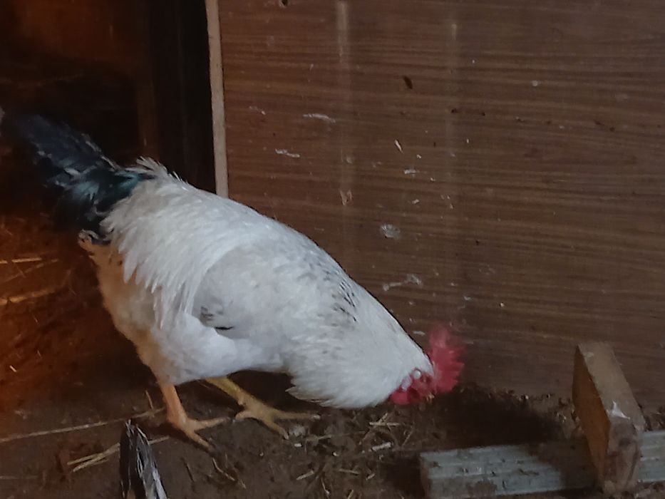 Адлер серебристый атештери сатылады, 9 айлык,