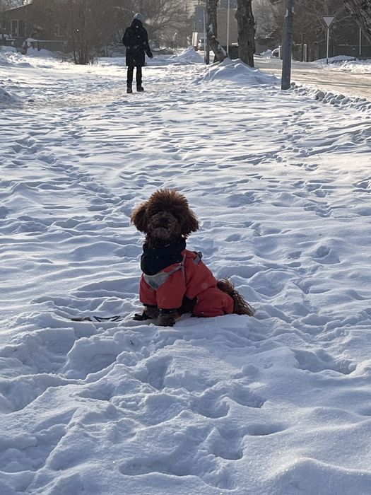 Карликовый пудель продажа