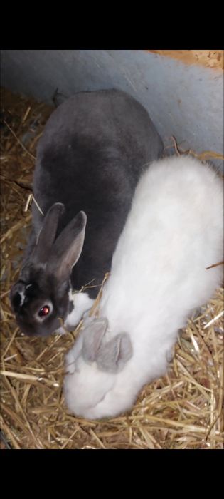 Vând iepure rex pitic